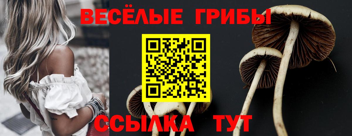 Псилоцибиновые грибы Cubensis  Вход с VPN  Чита 
